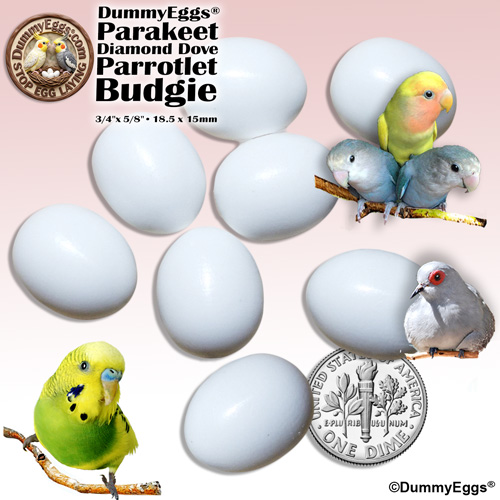 Image showing 8 solid plastic DummyEggs used for American Budgie Parakeets, Diamond Doves, and Parrotlets. Eggs are positioned next to a dime for size comparison and surrounded by images of birds, including parakeets, a dove, and 3 parrotlets.