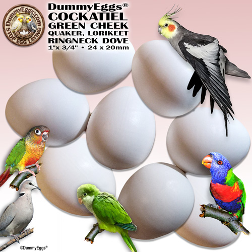 Image displaying 8 solid plastic DummyEggs arranged in a circle around a U.S. quarter for size comparison. Various bird species, including a cockatiel, quaker parrot, lorikeet, green cheek conure, and ringneck dove, are pictured around the eggs. Dimensions are given as 1 x 3/4 inch (24 x 20mm).