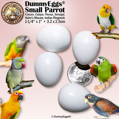 Image shows 4 white small parrot dummy eggs. A Sun Conure, Caique, Pionus, Senegal, Hahn&rsquo;s Macaw, & Indian Ringneck are shown. 1-1/4 x 1 inch (3.2 x 2.5cm) are given as dimensions with a US quarter shown for size comparison.