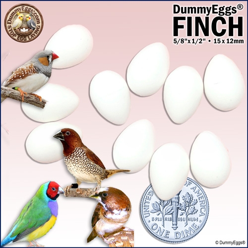 Finch plastic DummyEggs, each 5/8 x 1/2 inch (15 x 12 mm), are shown. A U.S. dime reflects their size. Various finch species, including a zebra finch and a Gouldian finch, appear around the eggs. Logos and text advertise Stop Egg Laying and DummyEggs.
