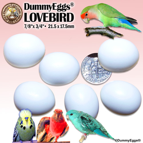 A promotional image for DummyEggs showcases six white eggs with a U.S. dime for scale, labeled as 7/8 x 3/4. Featured birds include a lovebird, Bourke&rsquo;s parakeet, lineolated parakeet, and an English show budgie. The DummyEggs logo and text are prominently displayed.