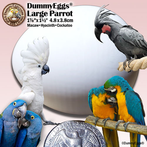 A large plastic dummy egg, measuring 1-7/8 x 1-1/2 inch (4.8 x 3.8 cm), used for large parrots like Macaws, Hyacinths, and Cockatoos. The image includes photos of these bird species around the replica fake egg, with a U.S. quarter for size comparison.