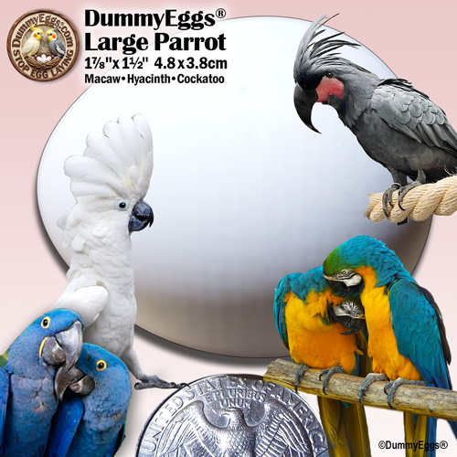 A large plastic dummy egg, measuring 1-7/8 x 1-1/2 inch (4.8 x 3.8 cm), used for large parrots like Macaws, Hyacinths, and Cockatoos. The image includes photos of these bird species around the replica fake egg, with a U.S. quarter for size comparison.