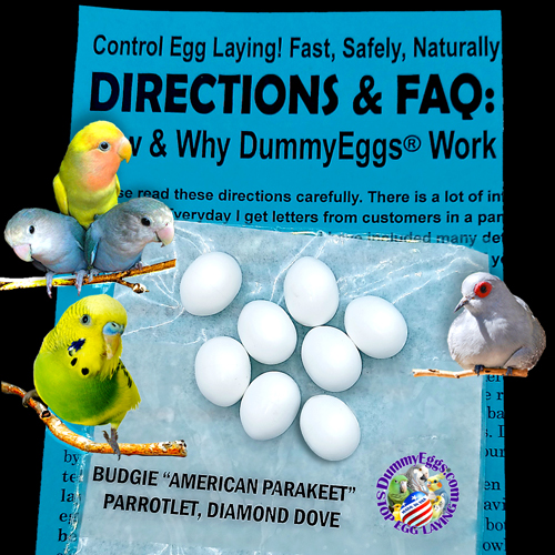 An advertisement featuring four colorful Budgie Parakeets, Parrotlets and Diamond Doves around a cluster of 8 white dummy eggs, with text explaining the use of dummyeggs to control egg laying in birds, set against a bright blue instruction sheet and a black background.