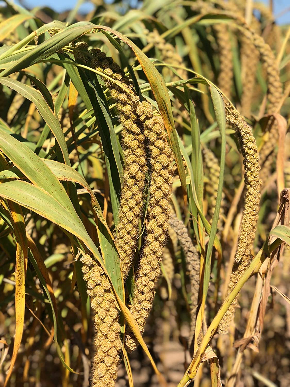 big stalks of golden millet shown growing in the field, ready to harvest