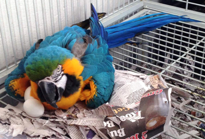 blue and gold macaw lying on two eggs all puffy to cover the large white eggs