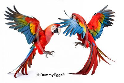 dancing scarlett macaws illustration
