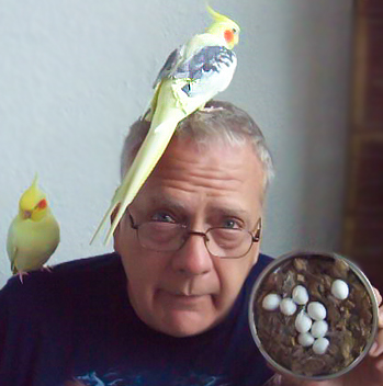 Photo of Kirk with 2 yellow pied Cockatiels on his shoulder and head. He wears glasses and holds up a small steel nest bowl with dummy eggs showing