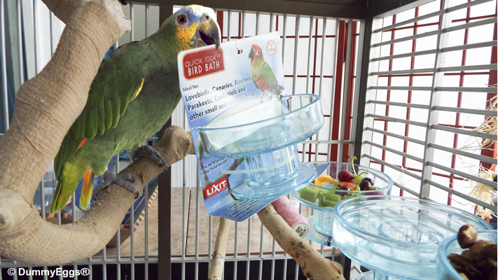 Amazon parrot, Paulie, holds the packaging up to sell you the LiXit Bird Bath next to 3 installed side by side as feeder dishes.