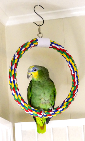 Parrot sitting on large cloth circle comfy perch suspended by hook from ceiling