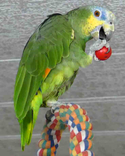 Paulie happily holding and biting a small round plastic ball toy with bell inside while standing on one foot on comfy perch