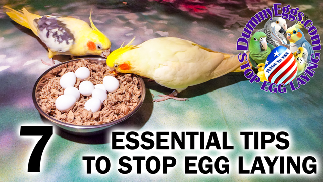 Two cockatiels peck at a bowl containing white dummy eggs on bedding, bold type 7 essential tips to stop egg laying, DummyEggs.com logo in circle with pet bird illustrations montaged inside