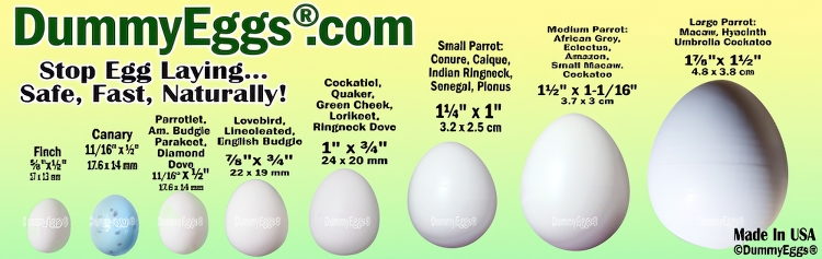 chart with the 8 plastic egg sizes lined up from small to large, finch to macaw, for comparison