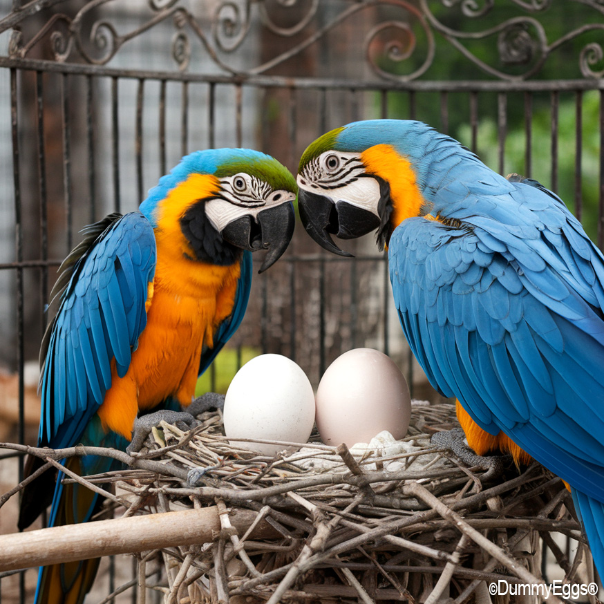 2 blue and gold macaws happily watch over their 2 dummy eggs in a nest on their perch in their cage.